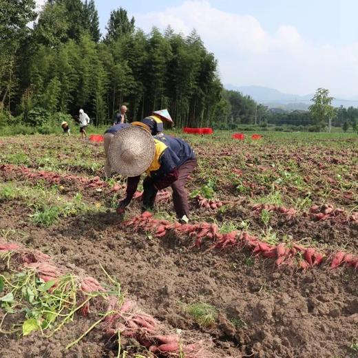 【整根烤地瓜】精选天目小香薯，四蒸四烘+超 100 小时低温烘烤，肉质鲜嫩，口感软糯似杏脯，不干不硬不黏牙，膳食纤维丰富，薯香浓郁。规格：200g/盒 （每盒8-12根左右 ） 商品图4