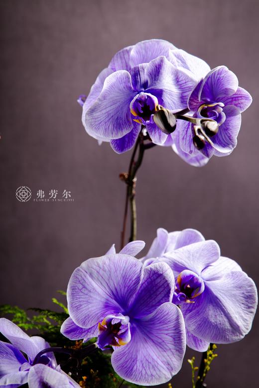 蛇衔宝珠 商品图4