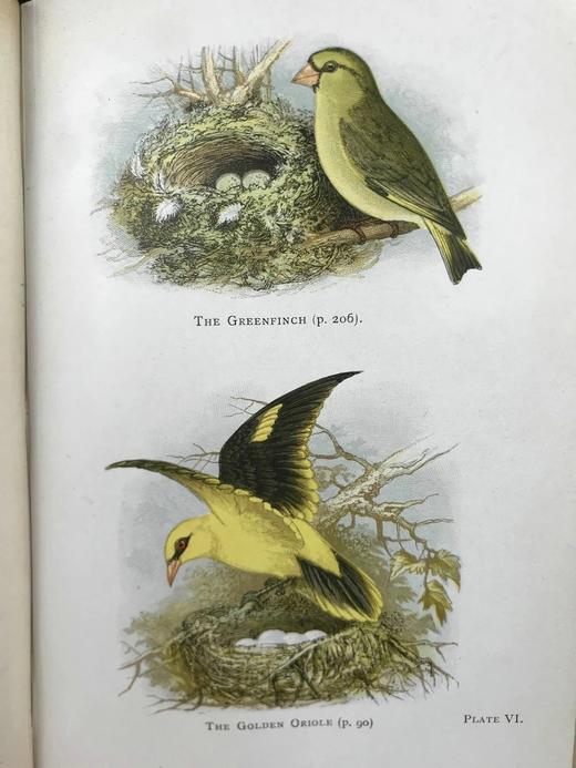 1911年 英国鸟类图鉴 16幅彩色与大量黑白文间木版画插图 漆布精装32开 商品图10