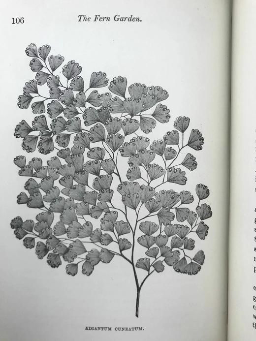 约19世纪后期 蕨类植物园艺指南 数十幅插图（含彩色） 漆布精装32开 商品图10