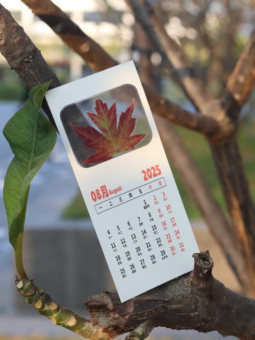 创意押花日历 商品图10