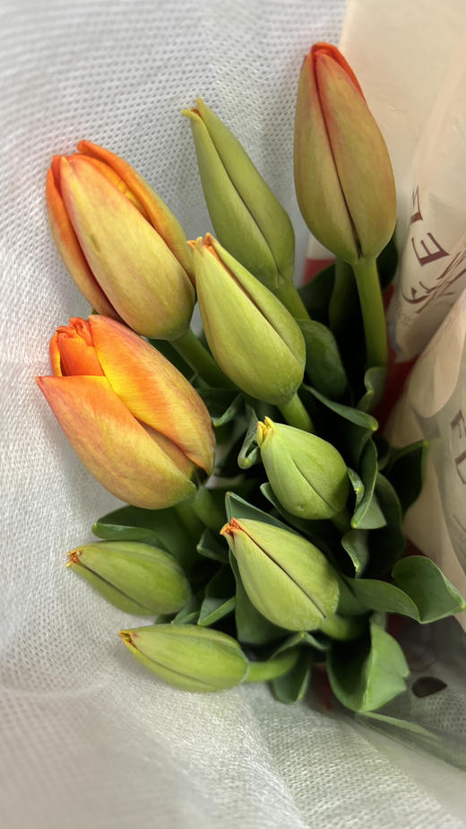【国产郁金香】  橙色  10枝/扎 商品图6