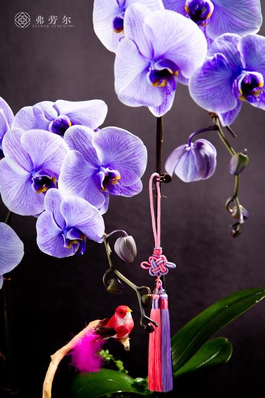 蛇年鸿运 商品图1