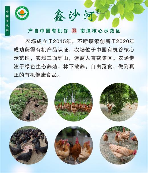 有机土鸡土鸡蛋 鑫沙河农场高山林地散养 肉质鲜嫩 商品图2