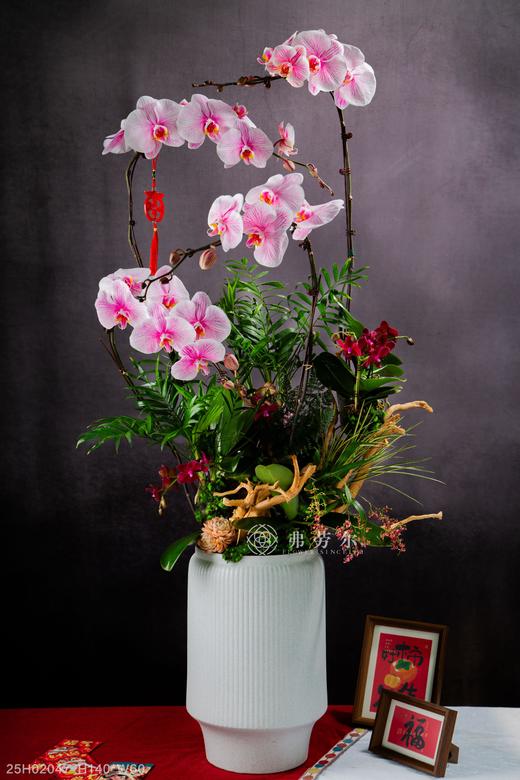 岁在龙蛇 商品图0