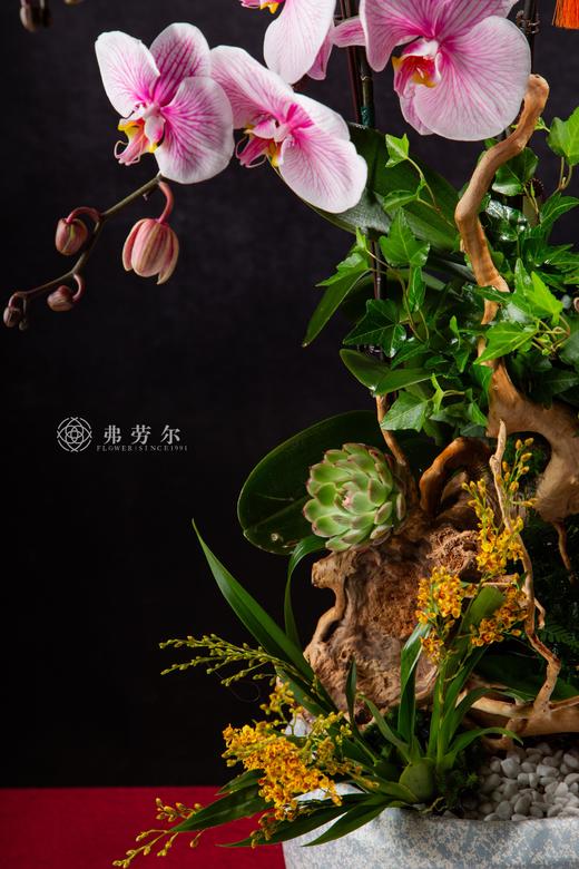 蛇全蛇美 商品图1