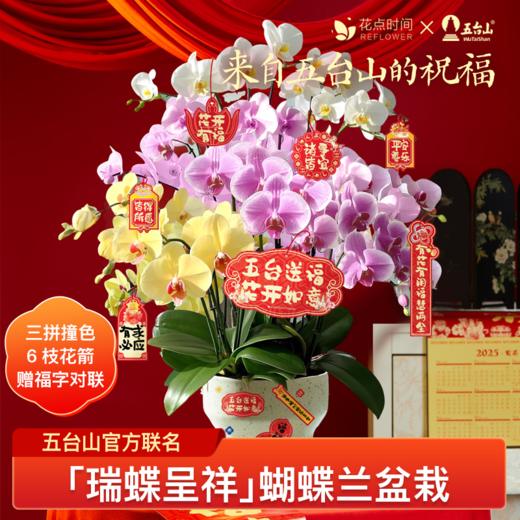 金箔蝴蝶兰 5盆｜新客福利 商品图0