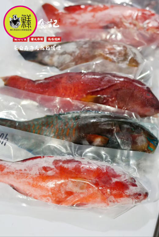 南海斑斓多色野生鱼大礼包（稀有⭐⭐⭐⭐⭐）包邮 商品图8