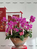 岁岁欢愉 · 蝴蝶兰盆栽 商品缩略图2