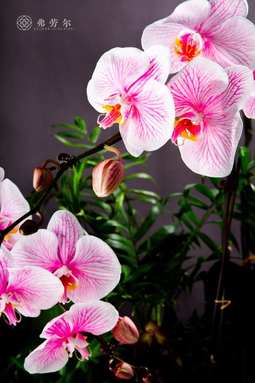 岁在龙蛇 商品图1