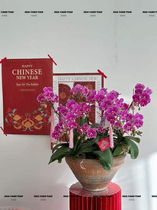 岁岁欢愉 · 蝴蝶兰盆栽 商品图4