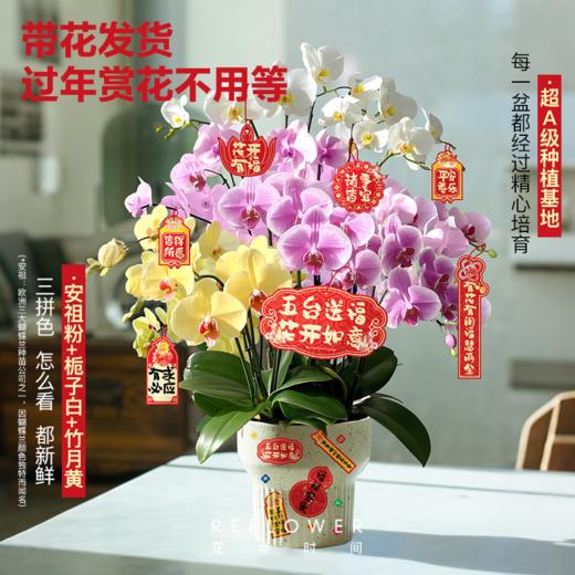 金箔蝴蝶兰 5盆｜新客福利 商品图2