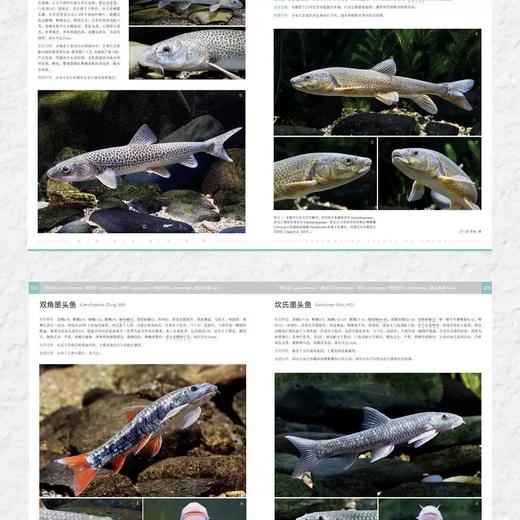 《中国淡水鱼类图鉴》李帆 海峡书局【官方正版 48小时发货】 商品图3