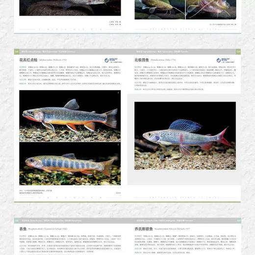 《中国淡水鱼类图鉴》李帆 海峡书局【官方正版 48小时发货】 商品图2