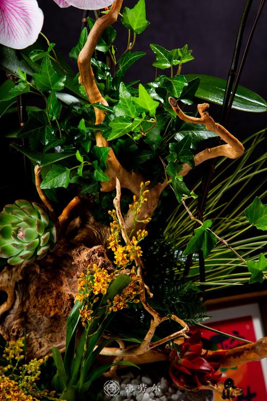 蛇全蛇美 商品图3