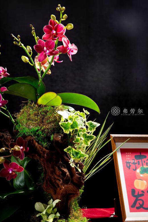 生生不息 商品图2