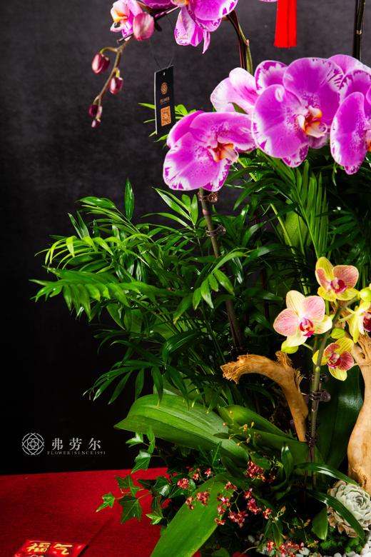 龙蛇起陆 商品图3