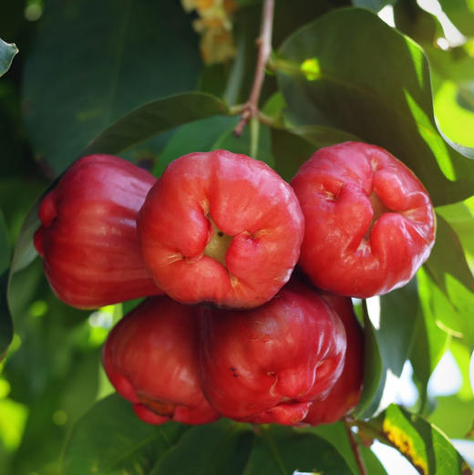 三亚南鹿一号有机莲雾，新鲜采摘✈️顺丰/德邦空运 商品图1
