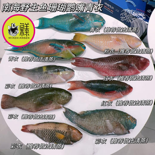 南海斑斓多色野生鱼大礼包（稀有⭐⭐⭐⭐⭐）包邮 商品图0