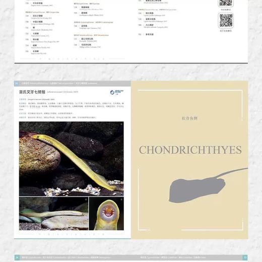 《中国淡水鱼类图鉴》李帆 海峡书局【官方正版 48小时发货】 商品图4