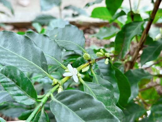 怒江小粒咖啡豆 200g*2（中深烘焙） 商品图2