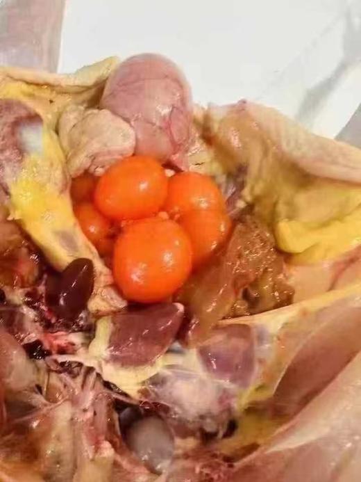 【预售】周五取货：【安徽大别山黑脚老母鸡】一只3斤左右，散养二年以上，肉紧肥美！ 商品图3