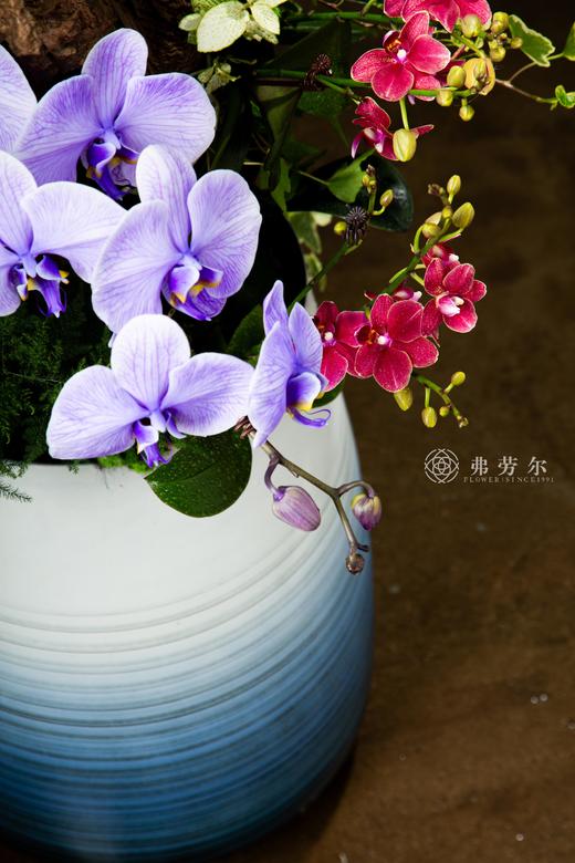 神气蛇足 商品图3