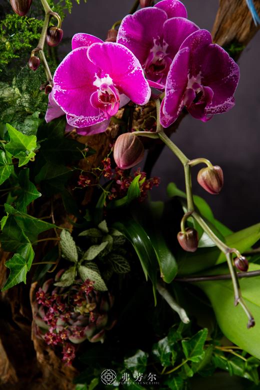 蛇纳千祥 商品图2