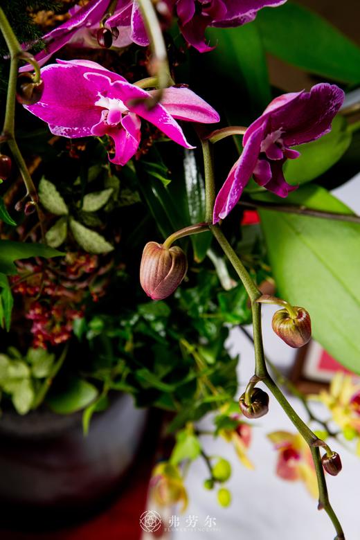 蛇纳千祥 商品图4