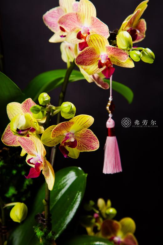 金蛇衔财 商品图1