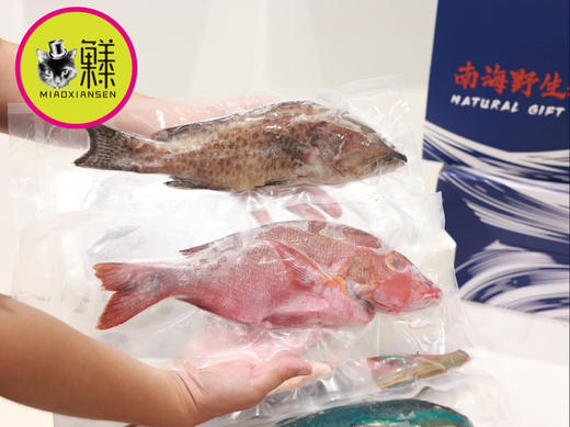 南海斑斓多色野生鱼大礼包（稀有⭐⭐⭐⭐⭐）包邮 商品图3