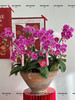 岁岁欢愉 · 蝴蝶兰盆栽 商品缩略图1