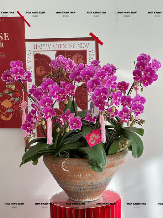 岁岁欢愉 · 蝴蝶兰盆栽 商品图1