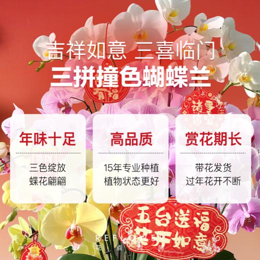 金箔蝴蝶兰 5盆｜新客福利 商品图1