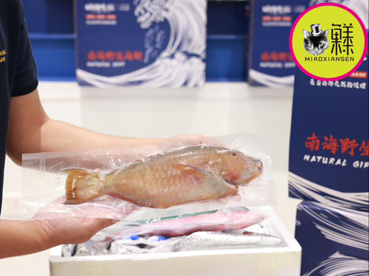 南海斑斓多色野生鱼大礼包（稀有⭐⭐⭐⭐⭐）包邮 商品图5