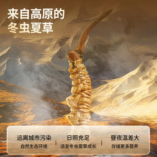 【正宗同仁堂品牌】北京同仁堂 青源堂 冬虫夏草 3条/g 1克装 无竹签 拒绝断草 多次净制 人工剥泥SY 商品图2