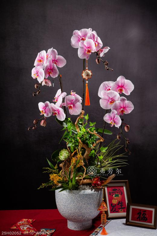 蛇全蛇美 商品图0