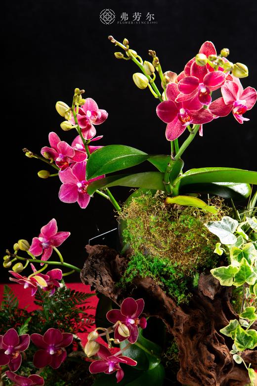 生生不息 商品图1