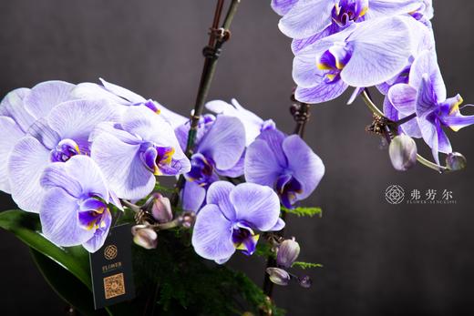 神气蛇足 商品图4