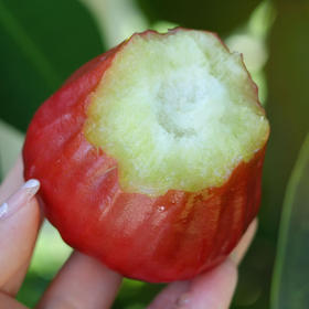 三亚南鹿一号有机莲雾，新鲜采摘✈️顺丰/德邦空运