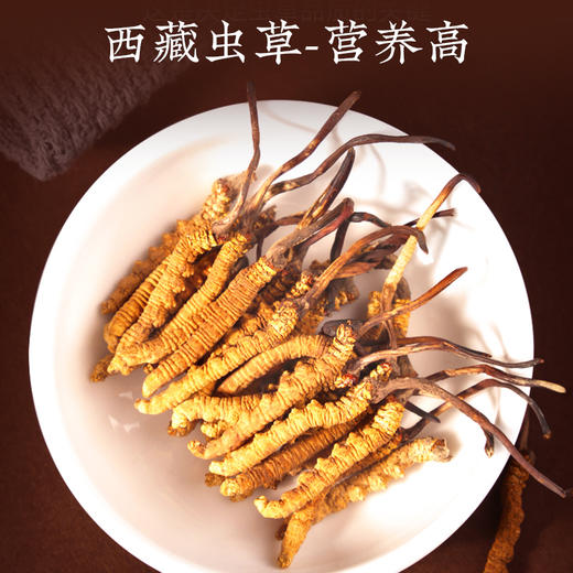 【正宗同仁堂品牌】北京同仁堂 冬虫夏草-50/1g  深层清洁 层层筛选 汤色通透SY 商品图1