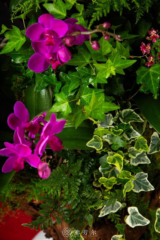 龙蛇飞舞 商品图1