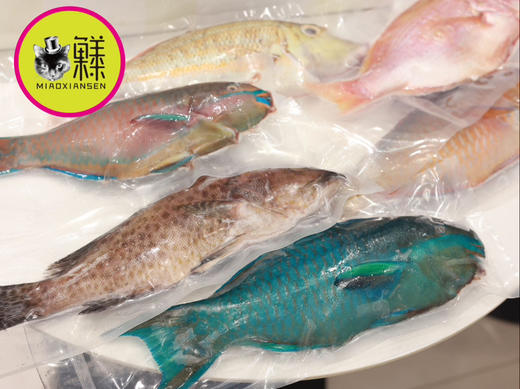 南海斑斓多色野生鱼大礼包（稀有⭐⭐⭐⭐⭐）包邮 商品图7