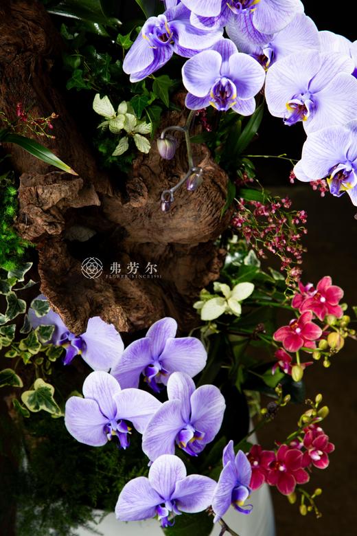 神气蛇足 商品图2