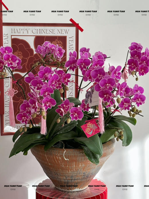 岁岁欢愉 · 蝴蝶兰盆栽 商品图0