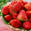 【顺丰空运】正宗攀枝花露天冬草莓 不打膨大剂 甜蜜素 真正成熟后采摘 不喷催红素 还给你小时候的草莓味道 ATX 商品缩略图0