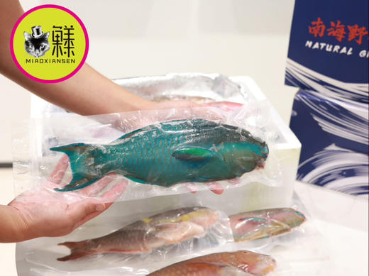 南海斑斓多色野生鱼大礼包（稀有⭐⭐⭐⭐⭐）包邮 商品图4