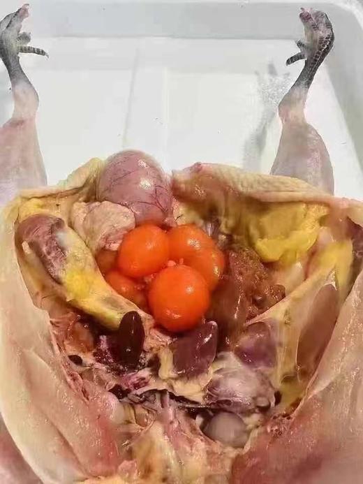 【预售】周五取货：【安徽大别山黑脚老母鸡】一只3斤左右，散养二年以上，肉紧肥美！ 商品图2