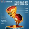科学罐头地心探索科普地球仪启蒙玩具三维智能益智早教玩具教具 商品缩略图1