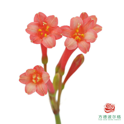 垂筒花-红色10枝一扎 商品图0